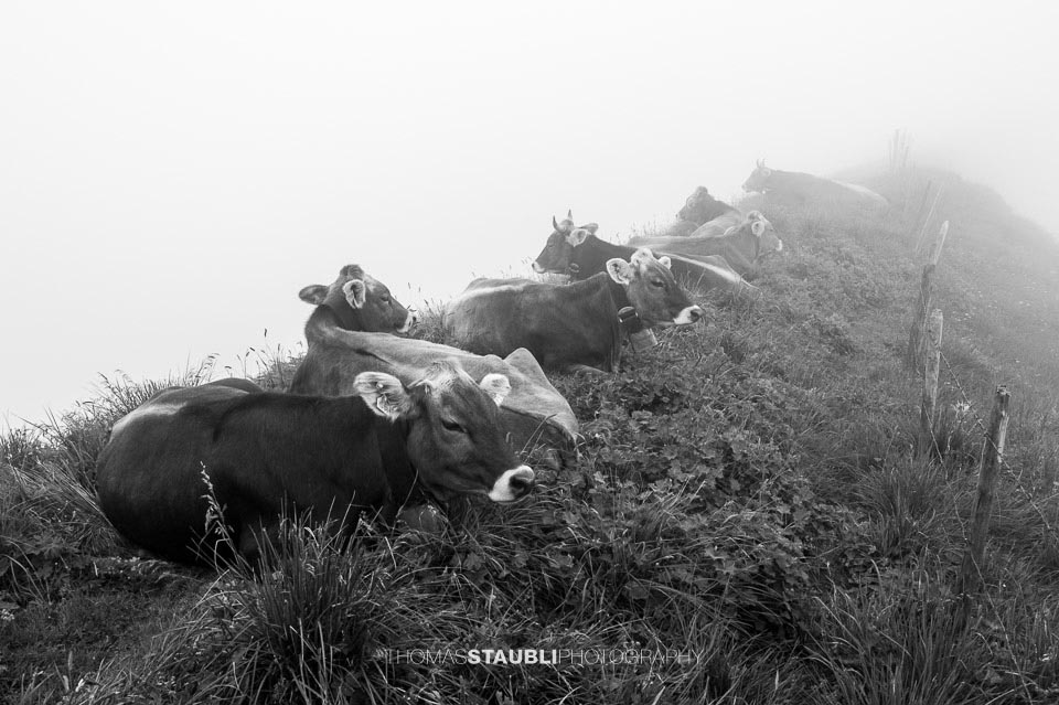 Kühe auf dem Schwalmisgrat