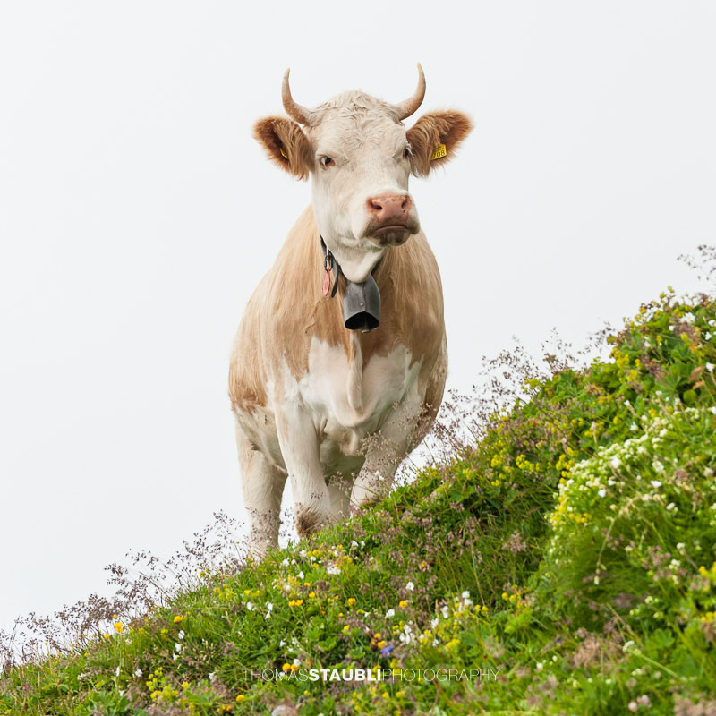 Kuh auf dem Faulhorn