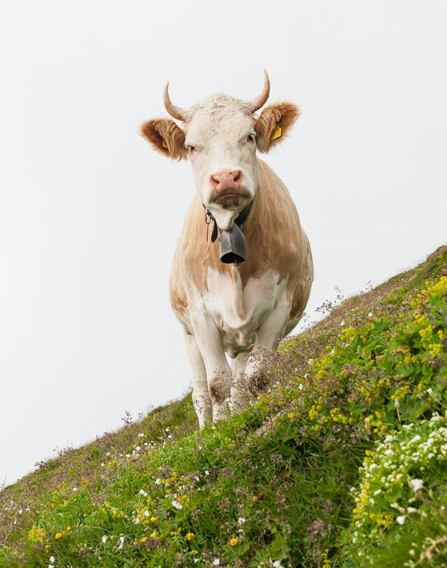 Kuh auf dem Faulhorn