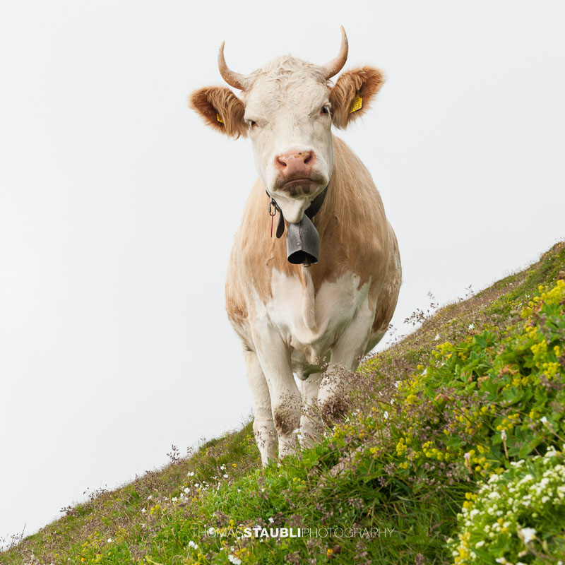 Kuh auf dem Faulhorn