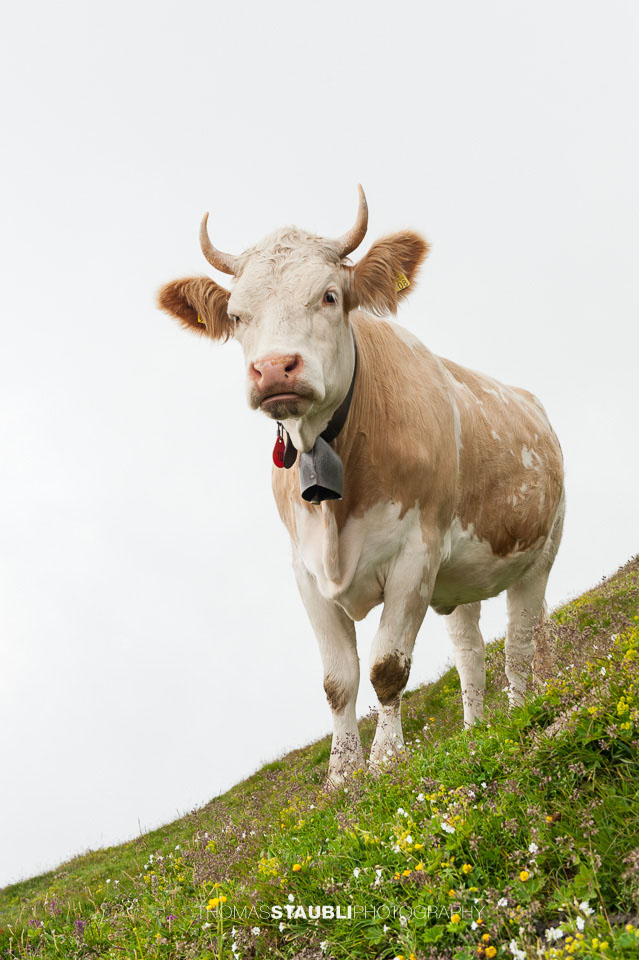 Kuh auf dem Faulhorn