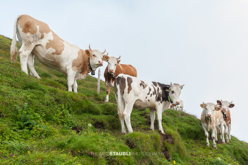 Kühe auf dem Faulhorn