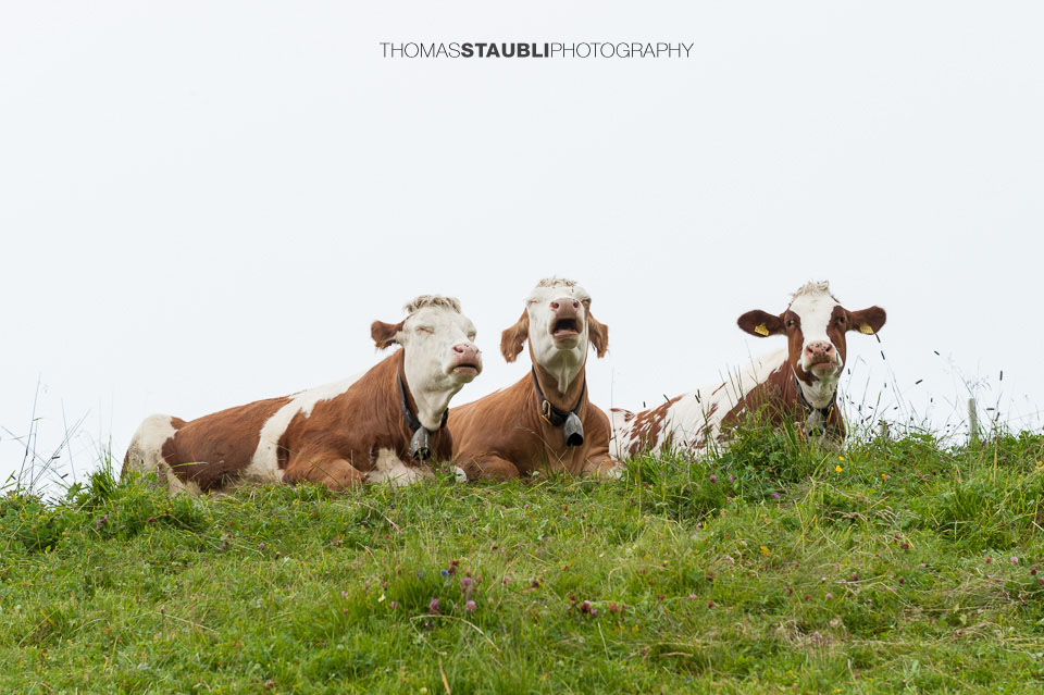 Kälber beim verdauen