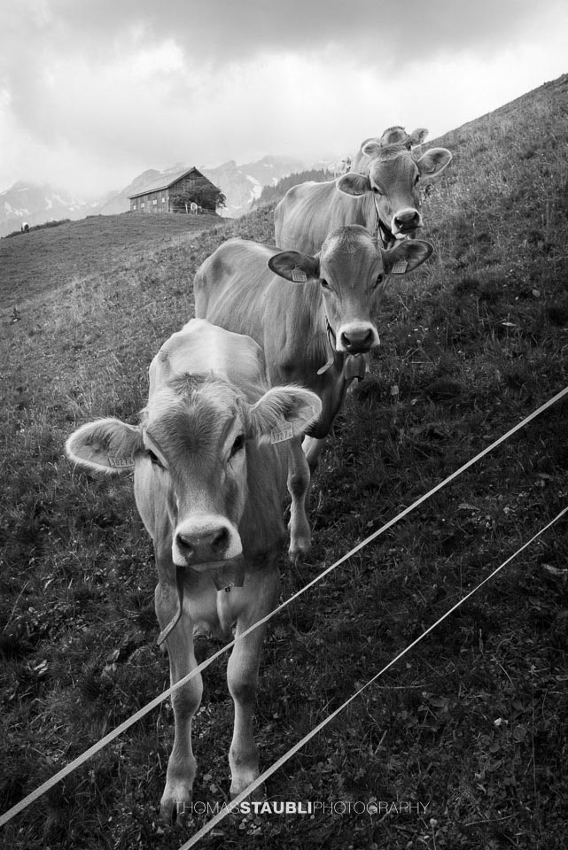 Kälber in Reih und Glied