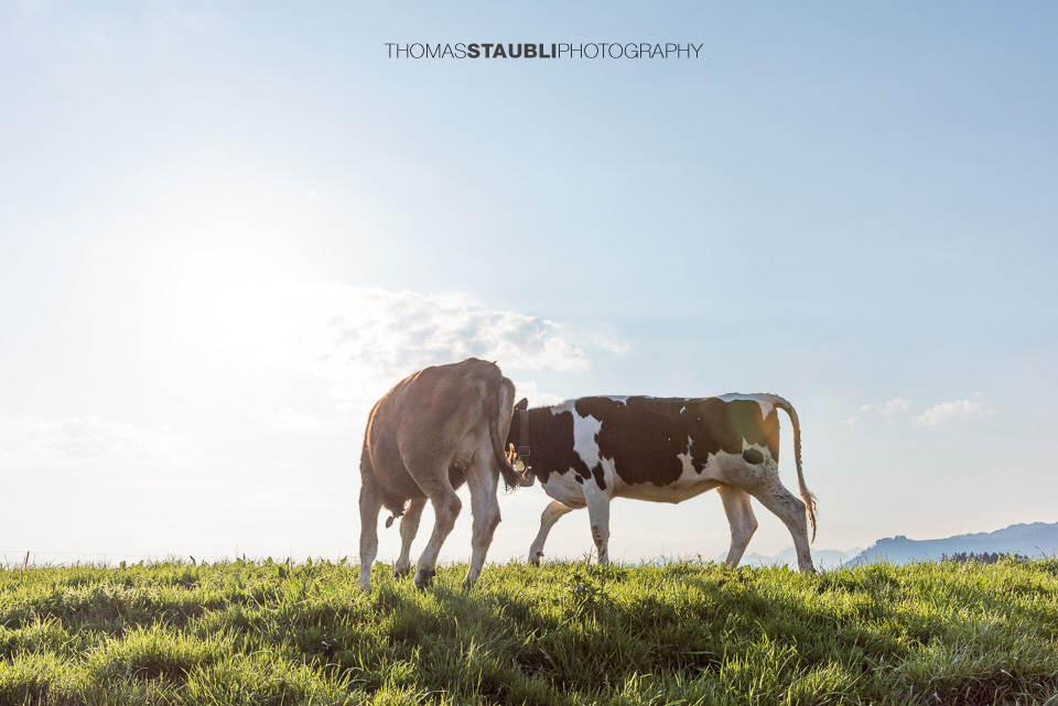 Kälber beim spielen