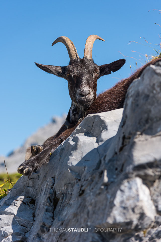 Geissen auf der Glattalp