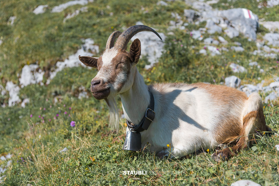 Geissbock geniesst die Sonne
