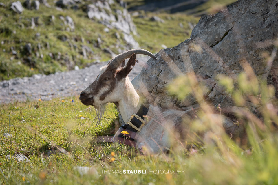 Ziegenbock auf der Glattalp