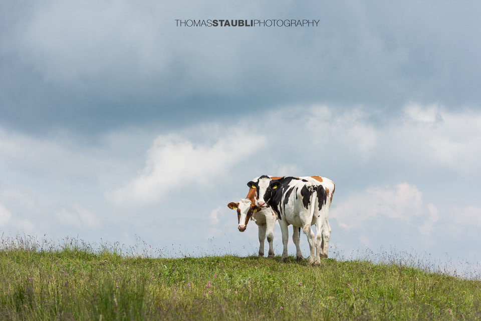 Rinder auf der Alp