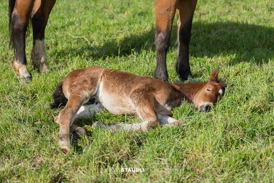 Fohlen bewacht von der Stute