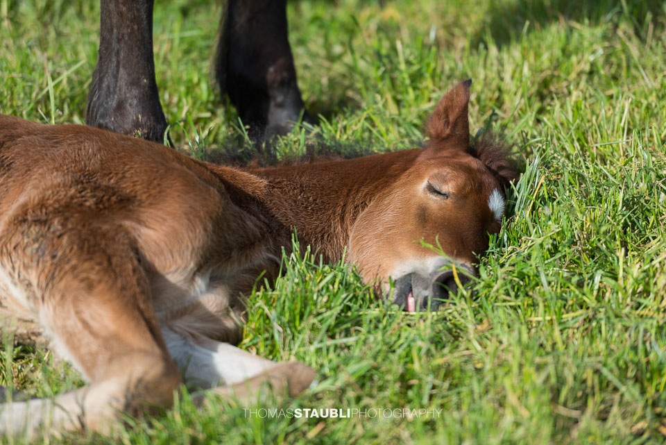 Fohlen beim träumen
