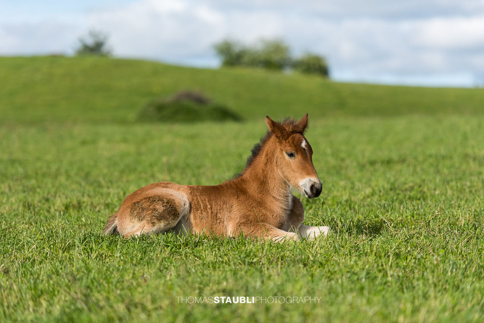 Fohlen auf der Weide