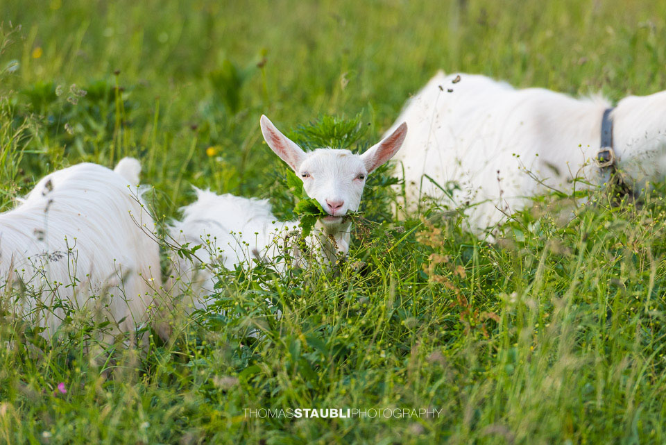 Geissen am grasen
