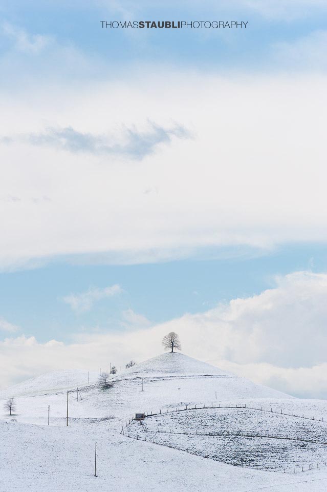 Baum auf verschneitem Hügel