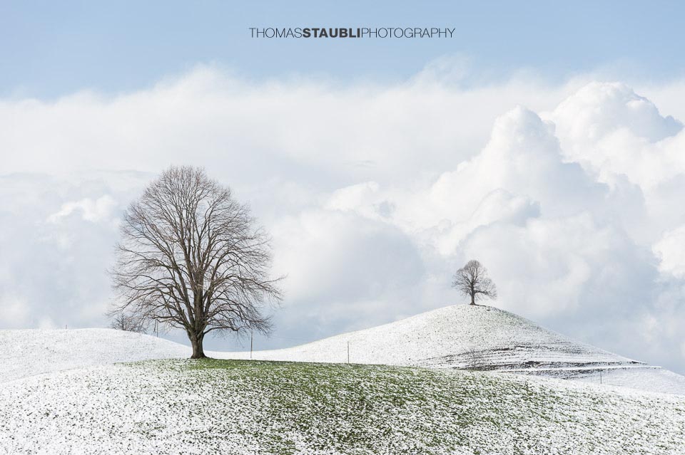 Baum auf verschneitem Hügel