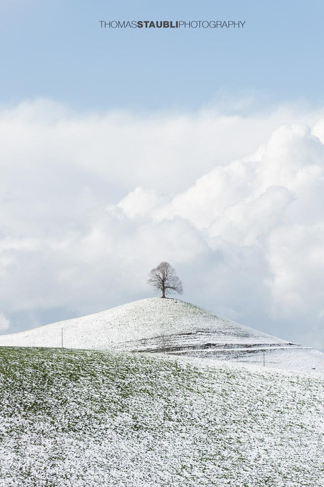 Baum auf verschneitem Hügel