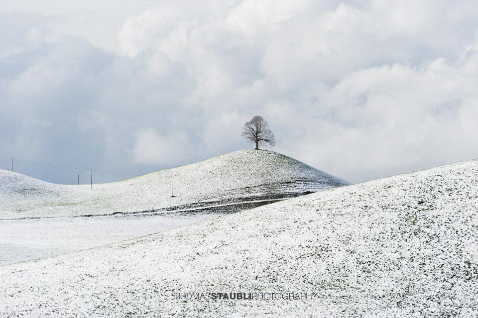 Baum auf verschneitem Hügel