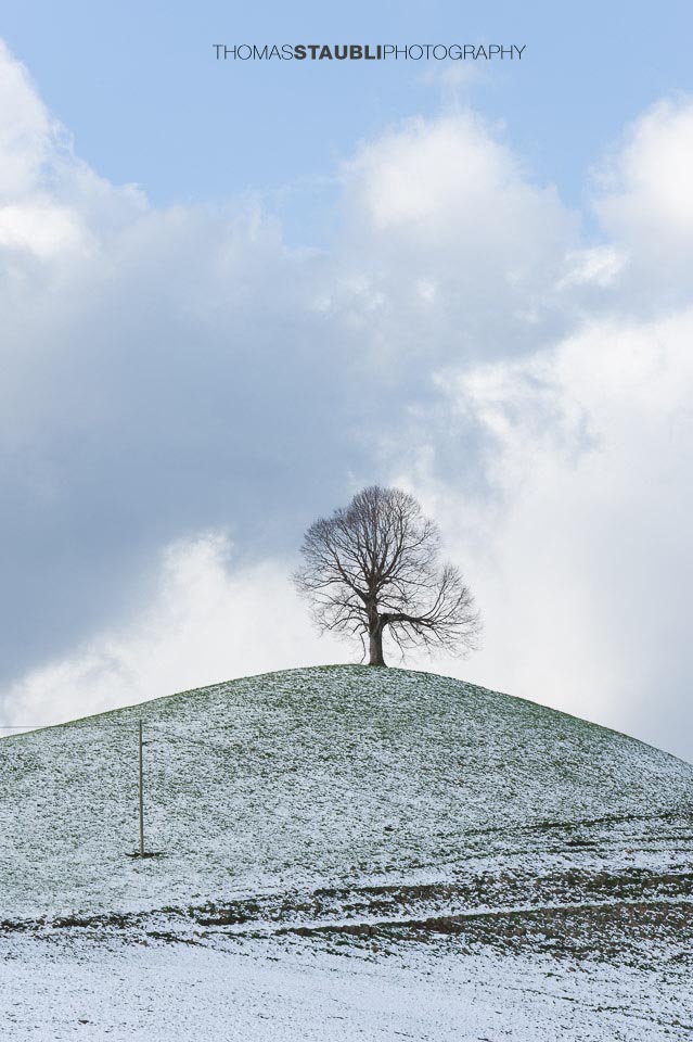 Baum auf verschneitem Hügel