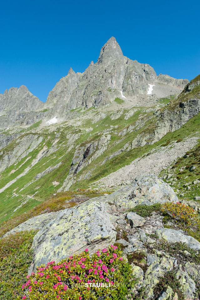 Alpenrosen vor dem Sunnig im Leutschachtal