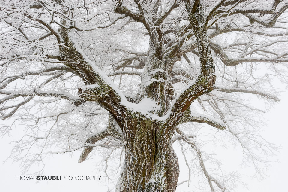 verschneiter alter Baum