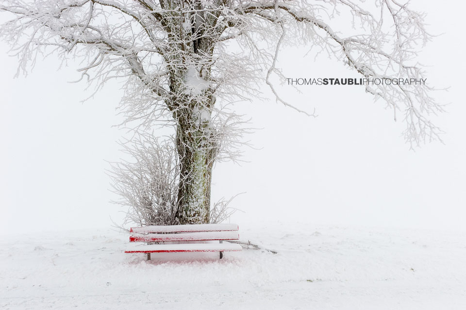 verschneite Sitzbank mit altem Baum