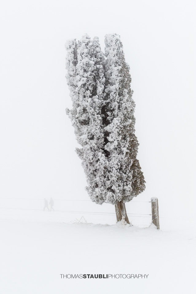 Zypresse in Schieflage
