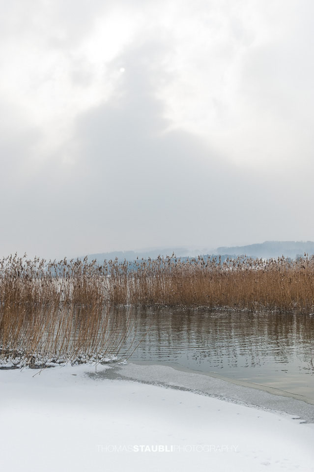 Schilfgürtel am zugefroenen Greifensee 2012