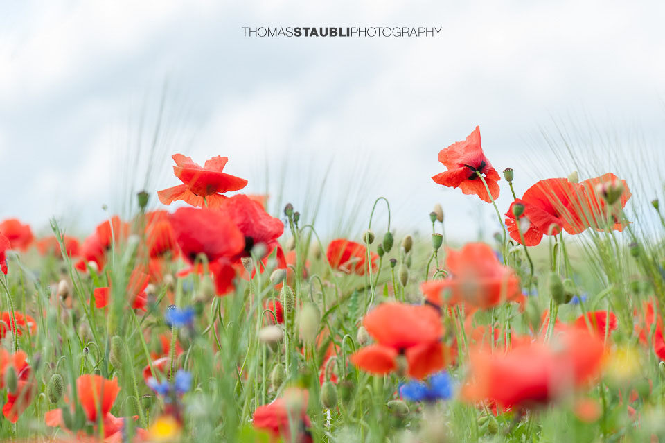 Mohnblumen