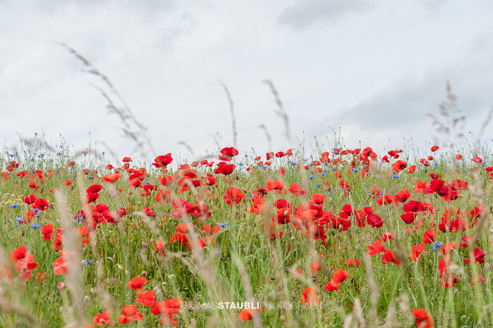 Mohnblumen