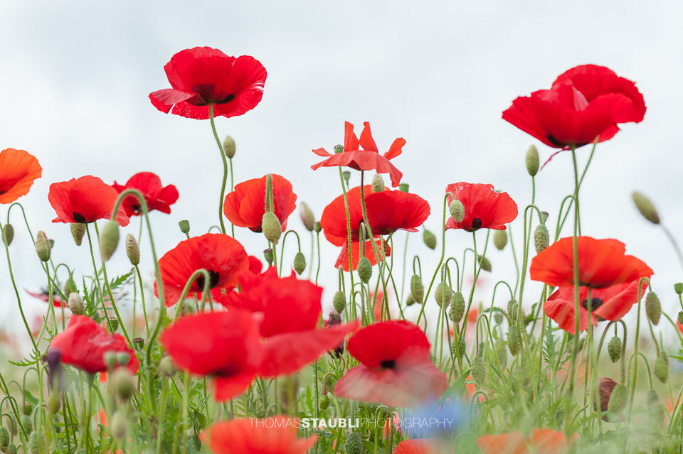 Mohnblumen