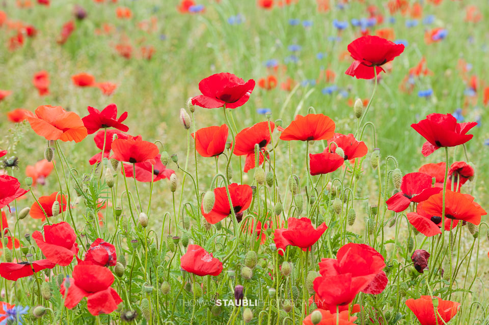 Mohn- und Kornblumen im Ackerfeld
