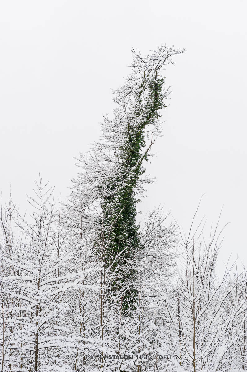 Verschneiter Winterwald mit grünen Efeuranken an Baumstämmen