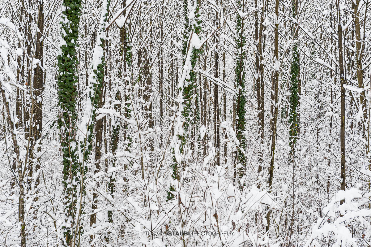 Verschneiter Winterwald mit grünen Efeuranken an Baumstämmen
