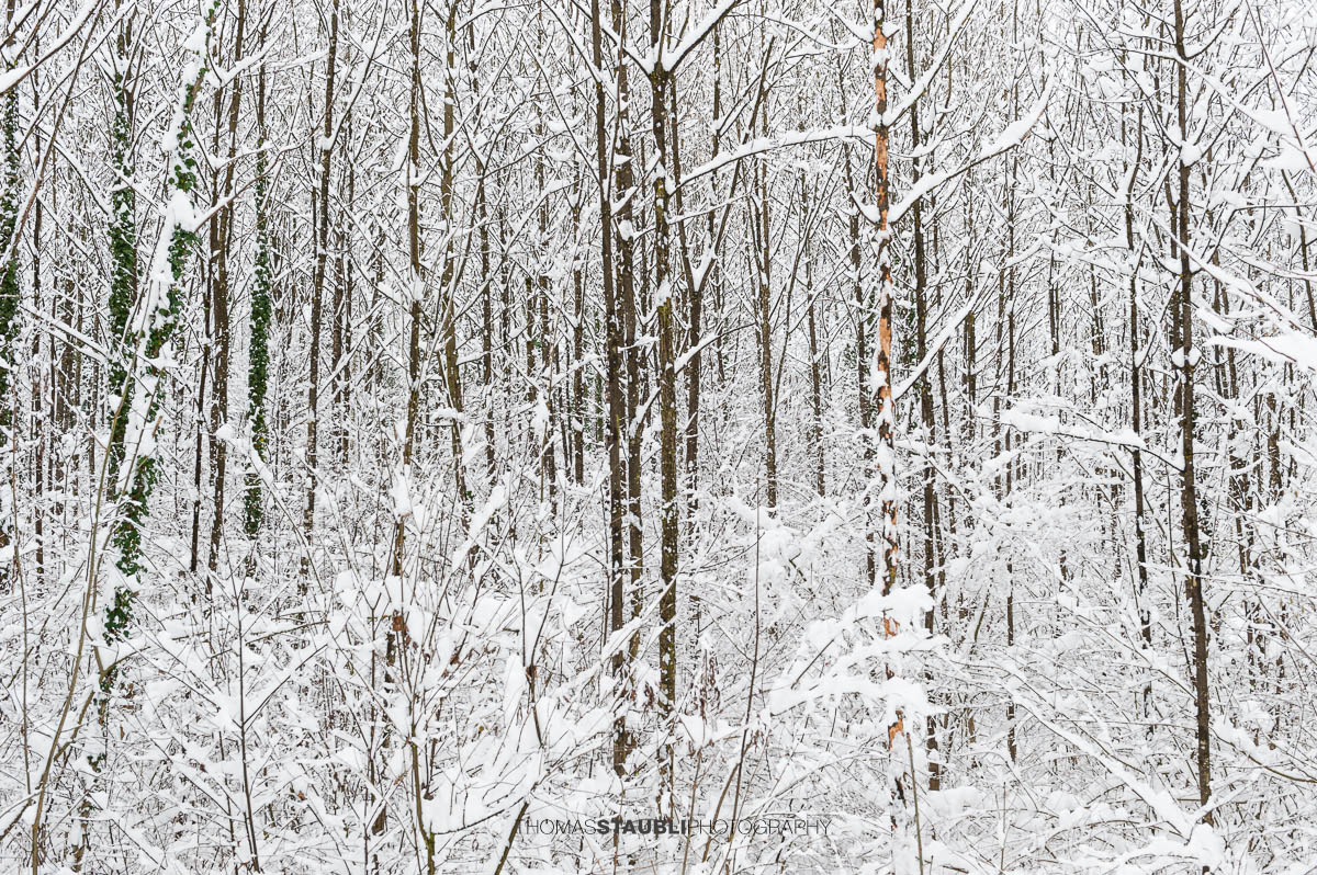 Verschneiter Winterwald mit grünen Efeuranken an Baumstämmen