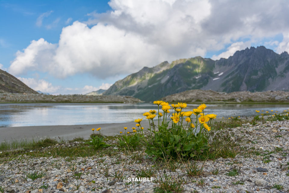 Vorfeld des Witenwasserengletschers