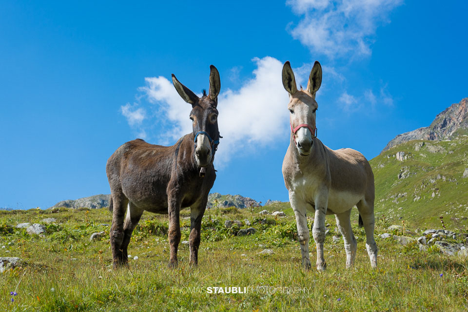 Esel auf der Alp