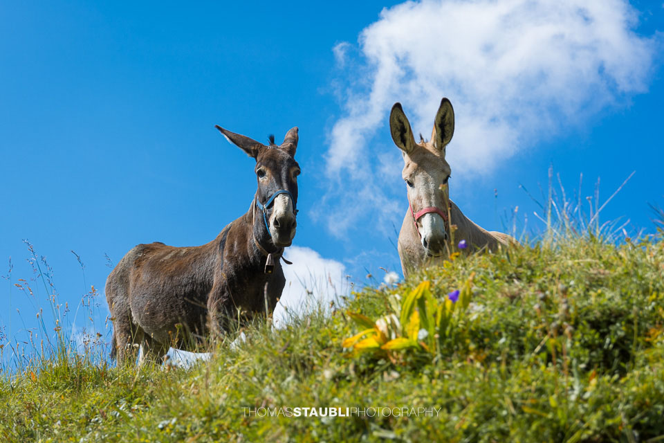 Esel auf der Alp