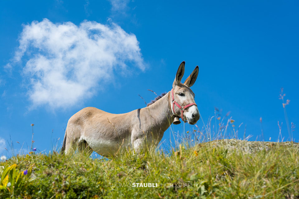 Esel auf der Alp
