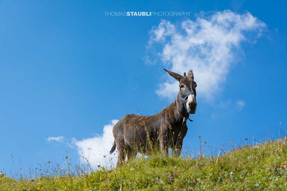 Esel auf der Alp