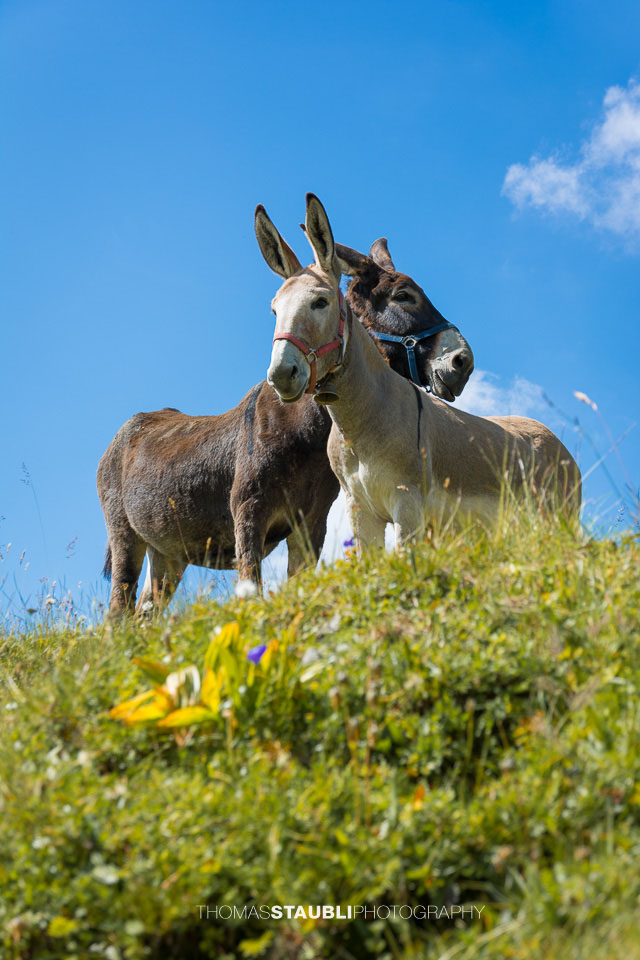 Esel auf der Alp
