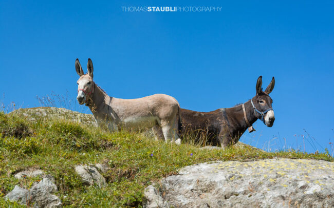 Esel auf der Alp