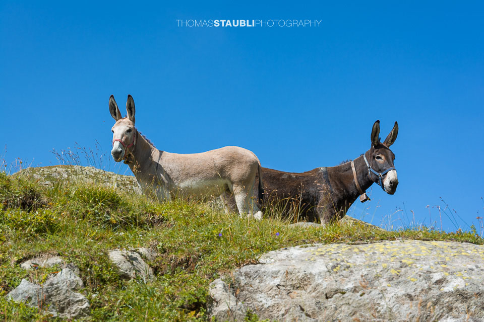 Esel auf der Alp
