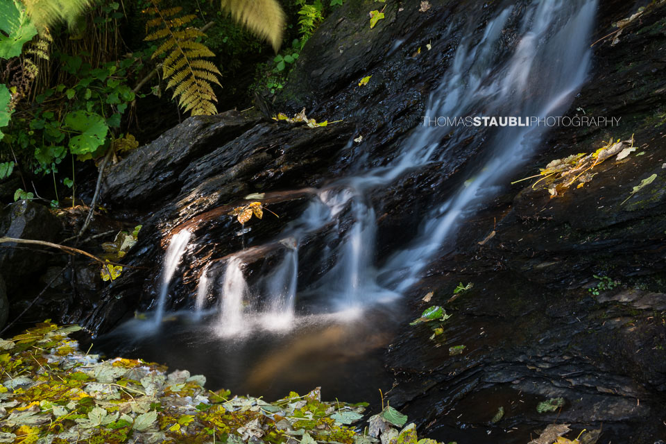 Hochmoor Chaltenbrunnen