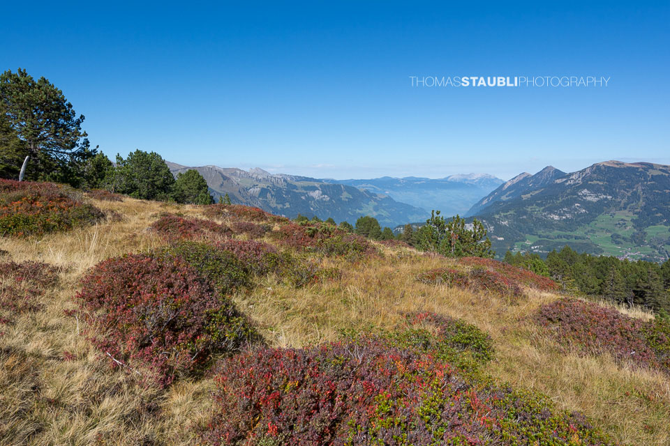 Hochmoor Chaltenbrunnen
