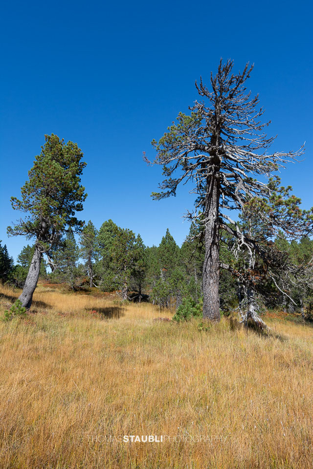 Hochmoor Chaltenbrunnen