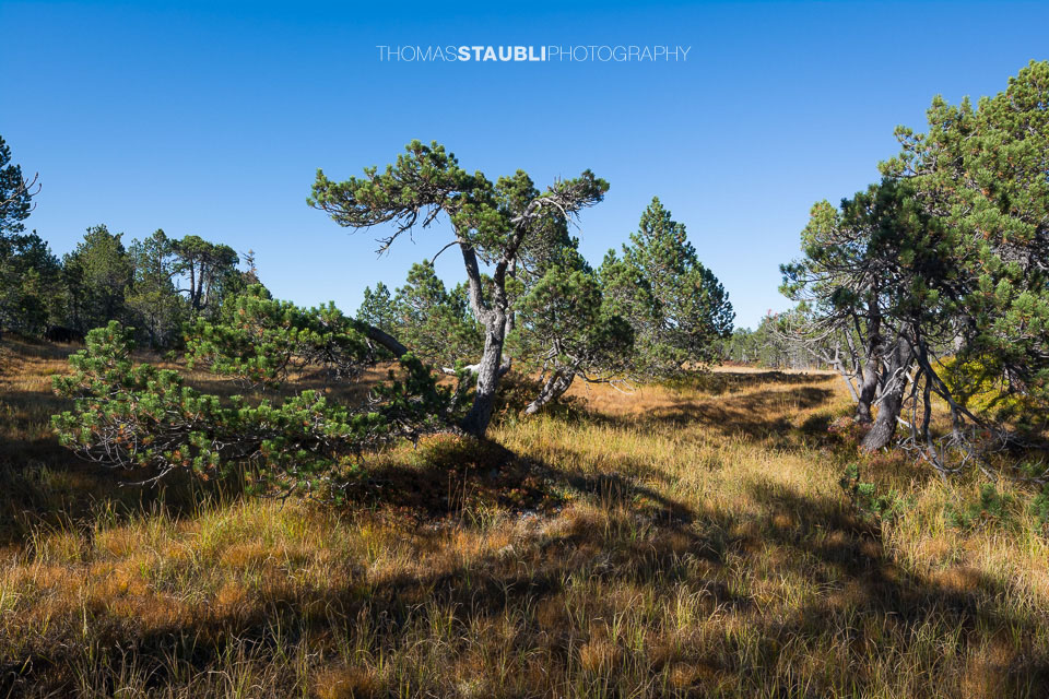 Hochmoor Chaltenbrunnen
