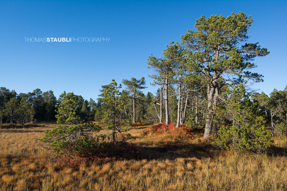 Hochmoor Chaltenbrunnen