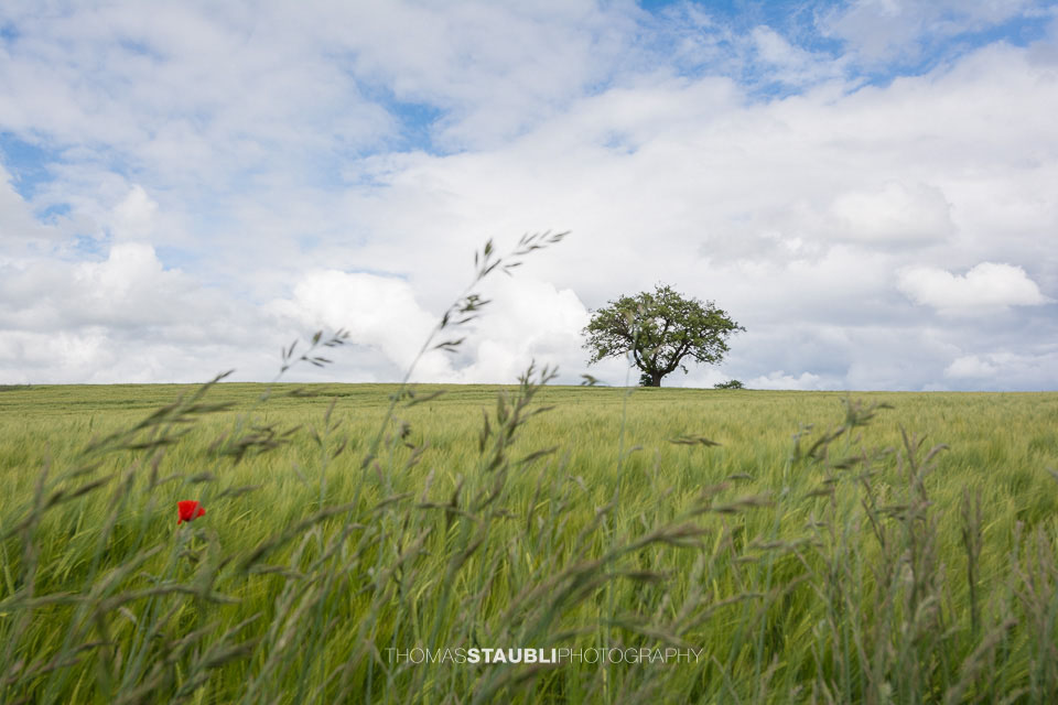 Mohnblume im Weizenfeld