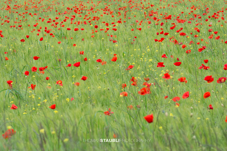 Mohnblumen