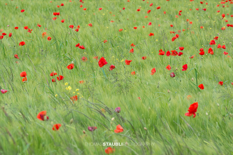 Mohnblumen
